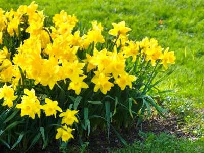 Yellow Daffodils growing in a garden