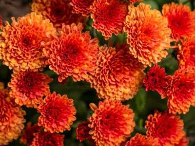 Orange Fall Mums growing in a flower bed garden