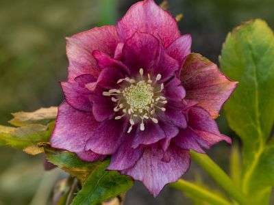 Hellebore Grows in the flowerbed Garden. Hellebore Double Ellen Pink Spotted
