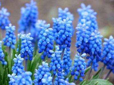 Blue Hyacinths growing in a garden