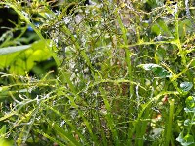 Mizuna growing in a vegetable garden