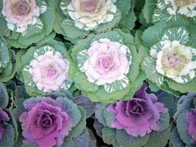 Ornamental Cabbages in the Garden