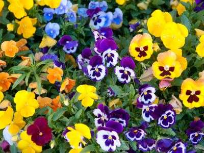Colorful yellow, red, purple, and blue Pansies growing in a garden