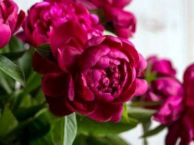 Red Peonies growing in a garden flowerbed, closeup