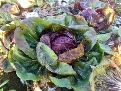 Radicchio growing in a vegetable garden