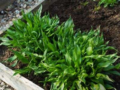 Salsify growing in a raised bed garden