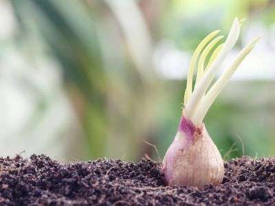 Shallots bulb growing in a vegetables garden