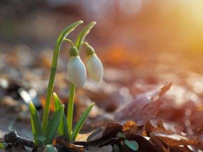 Common snowdrops growing in a garden
