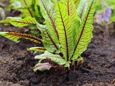 Blood Veined Sorrel Growing in Raised Bed garden