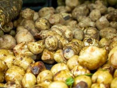 Sunchokes harvested from a vegetable garden