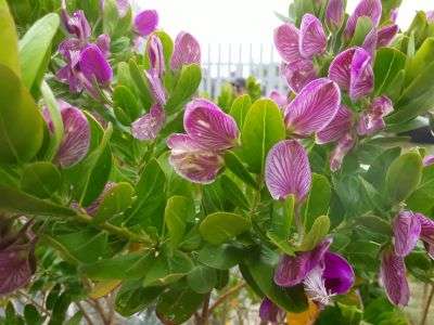 Sweet peas flowers growing in a flowerbed garden