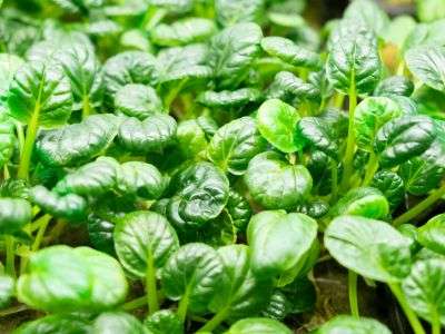 Tatsoi growing in a vegetable garden