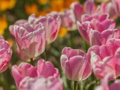 Tulips growing in a garden