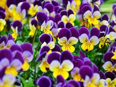 Yellow and purple violas growing in a flower bed garden