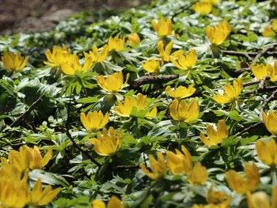 Winter aconite growing in a garden