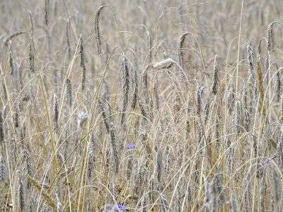 Winter rye cover crop