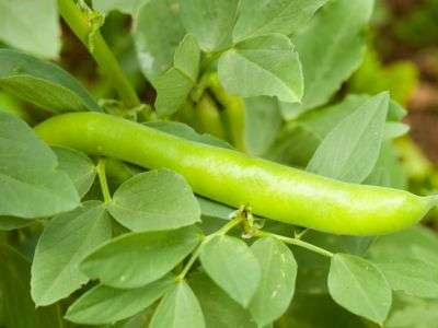 Broad/Fava Beans growing in a vegetable garden