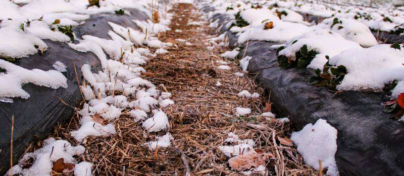 Garden row covers after it snowed