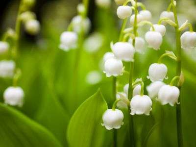 Lily of the Valley growing in a garden