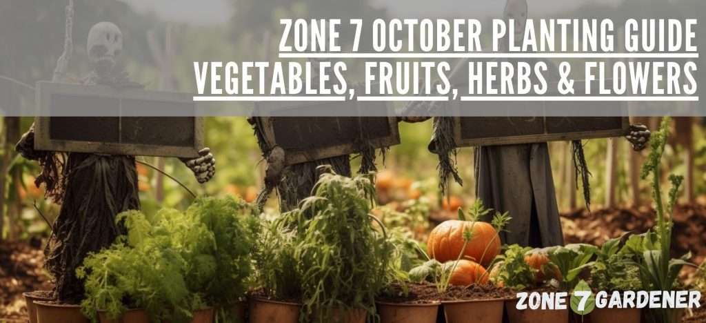 What can you plant in zone 7 in October for vegetables, fruits, herbs, and flowers for spring blooms