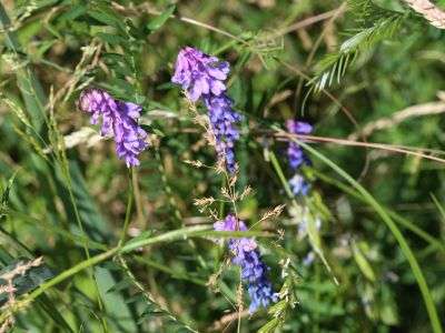 Plant vetch for a winter cover crop