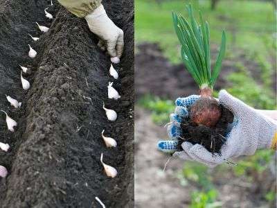 Side by side photo of gardening alliums. Sowing garlic on the left and harvesting onions on the right
