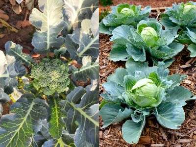 Side by side images of Brassicas that you can transplant into a garden in zone 7 in November. On the left is broccoli growing in a garden. and on the right are heads of cabbage growing in a garden ,