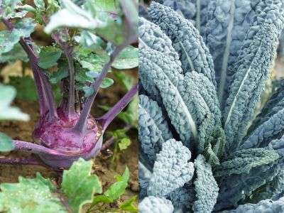 Side by side images of brassicas to sow directly in the garden in November in zone 7. kohlrabi on the left and kale on the right.