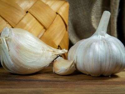 Elephant garlic next to a softneck garlic to show size