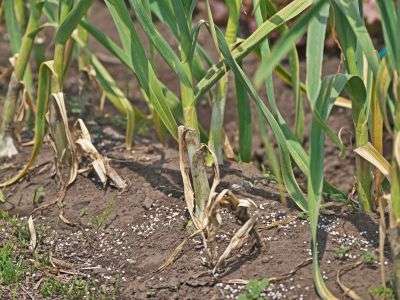 Garlic plants ready to harvest with drying leaves