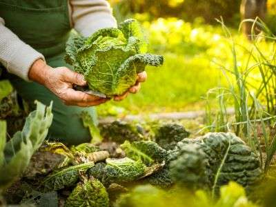 Harvesting from a vegetable garden