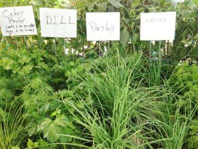 Photograph of an herb garden For herbs that can grow and be planted in zone 7 in November. Herbs growing with labels for celery parsley, dill, parsley, and chives.