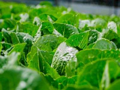 Close-up of Green, Leafy Vegetables growing in a garden