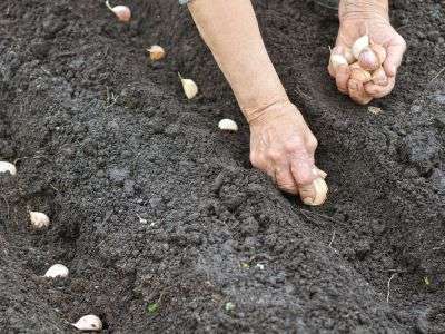 Planting garlic bulbs in soil rows