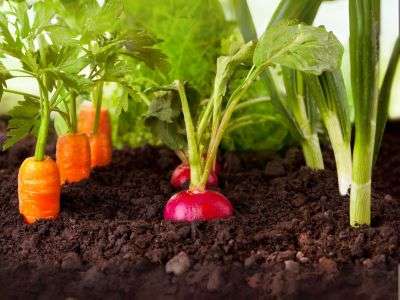 close up of root vegetables growing in soil of a vegetable garden