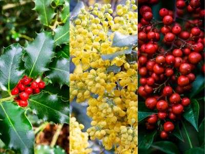 Seasonal winter berries in Zone 7 with holly's bright red berries on the left, clusters of yellow mahonia berries in the center, and a bounty of red winterberry fruits on the right, set against their rich green foliage—perfect for a winter garden color splash in colder climates
