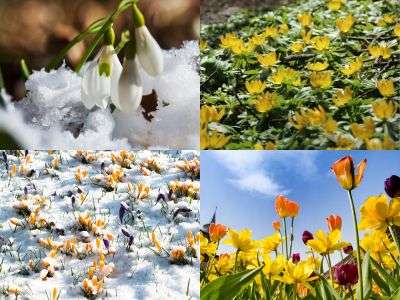 Early spring blossoms in a Zone 7 garden, featuring delicate snowdrops emerging through snow in the top left, golden winter aconite blooms in the top right, a colorful spread of crocuses piercing through a snowy blanket in the bottom left, and a vibrant mix of daffodils and tulips against a clear blue sky in the bottom right—capturing the essence of spring awakening