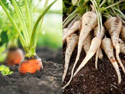 Carrot and parsnip roots thriving in Zone 7 soil, highlighting the vibrant orange of the carrot half-submerged in the ground on the left, and the creamy white of the freshly harvested parsnips on the right, with rich, dark earth clinging to them—perfect for a Zone 7 vegetable gardening guide