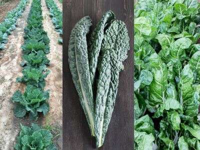 Collard greens, kale, and spinach flourishing in a Zone 7 garden, with an image showing a lush row of collard greens in the field on the left, a textured kale leaf up close in the center, and vibrant spinach leaves on the right—ideal for Zone 7 leafy green cultivation tips