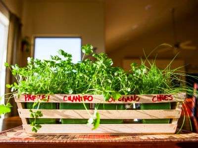 Indoor herb garden thriving on a windowsill with labels for parsley, cilantro, oregano, and chives, illustrating the ease of growing fresh herbs in Zone 7 homes during winter, away from the cold and with plenty of sunlight and warmth