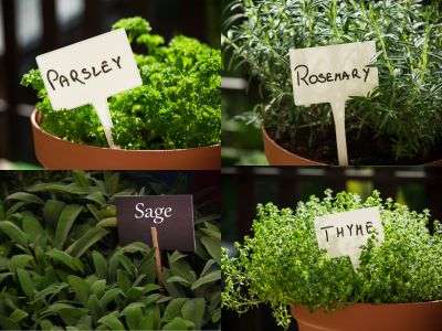 Lush herb garden pots labeled with Parsley, Rosemary, Sage, and Thyme in a Zone 7 setting, showing the dense, curly leaves of parsley, the needle-like foliage of rosemary, the soft, green leaves of sage, and the delicate sprigs of thyme—perfect for a culinary herb guide in a temperate region
