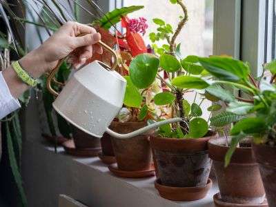 Person watering a variety of potted houseplants, including a peace lily and pothos, by a sunny window to purify indoor air and add vibrant greenery to the home, exemplifying the benefits of houseplants in Zone 7 for air quality and home aesthetics