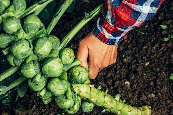 Gardener's hand harvesting fresh Brussels sprouts from the stalk, demonstrating proper technique for optimal flavor and texture, as part of a year-round gardening schedule in USDA Zone 7.