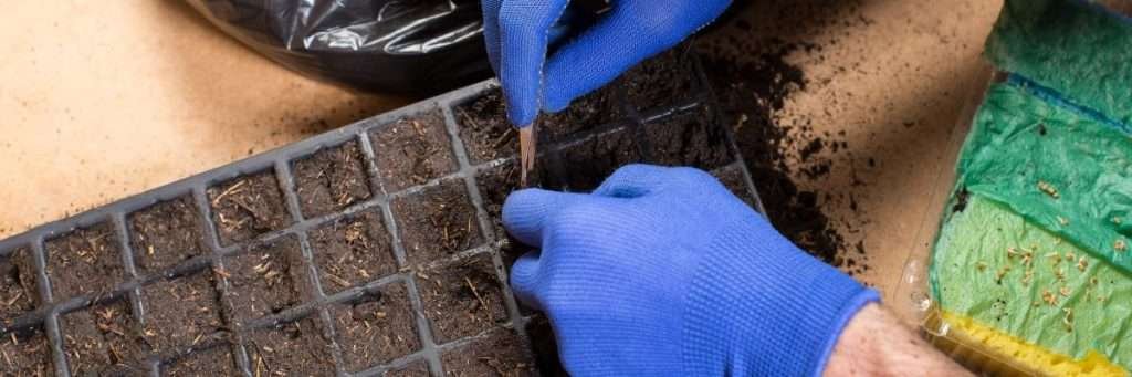 Gardener in blue gloves planting seeds in a seed tray, preparing for spring planting season, a crucial step for successful growth of Brussels sprouts in USDA Zone 7 gardens