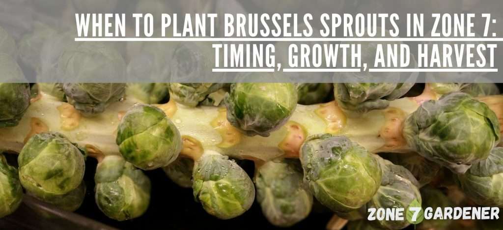 Header for blog post - When to plant brussels sprouts in zone 7: timing, growth, and harvest. Closeup photo of brussels sprouts growing on a stalk.
