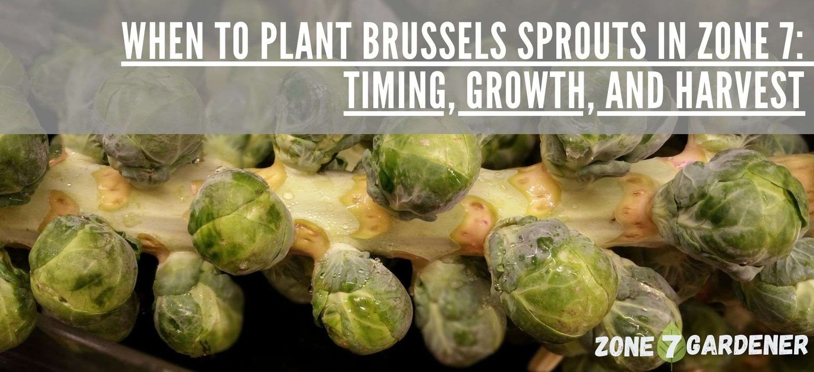 Header for blog post - When to plant brussels sprouts in zone 7: timing, growth, and harvest. Closeup photo of brussels sprouts growing on a stalk.