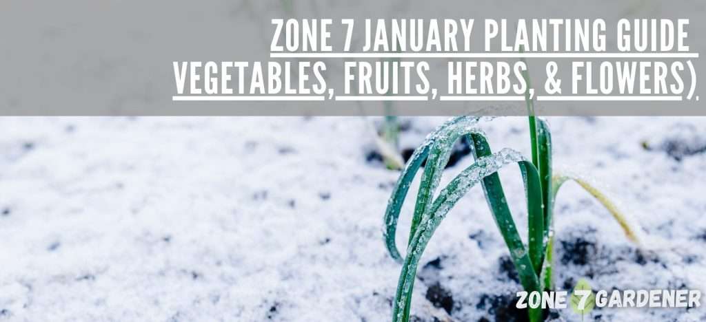 Snow-covered vegetable garden with frost-hardy plants in Zone 7 during January, highlighting cold-weather gardening tips