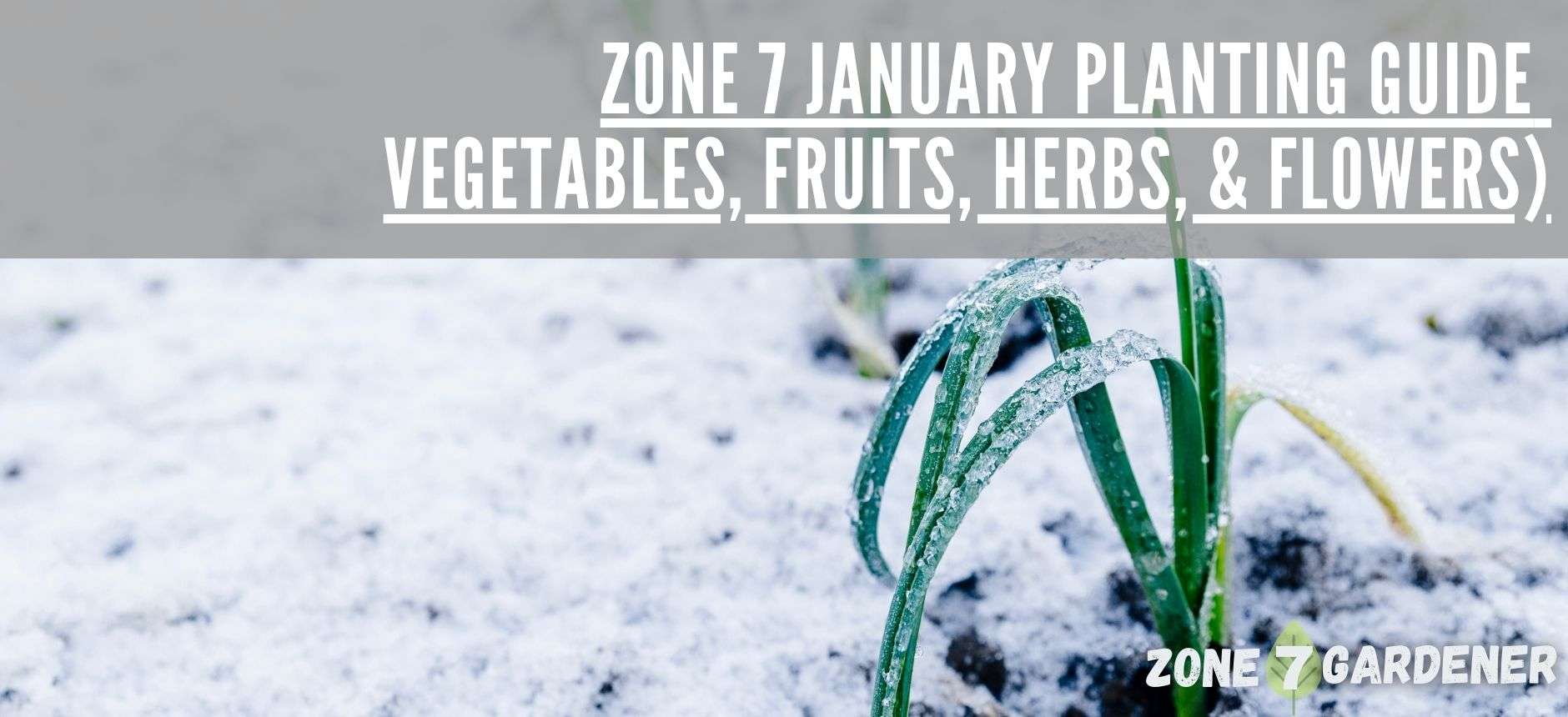 What to plant in January, Zone 7 guide for planting vegetables, fruits, and herbs in edible gardens in January, as well as flowers to plant indoors and outdoors.