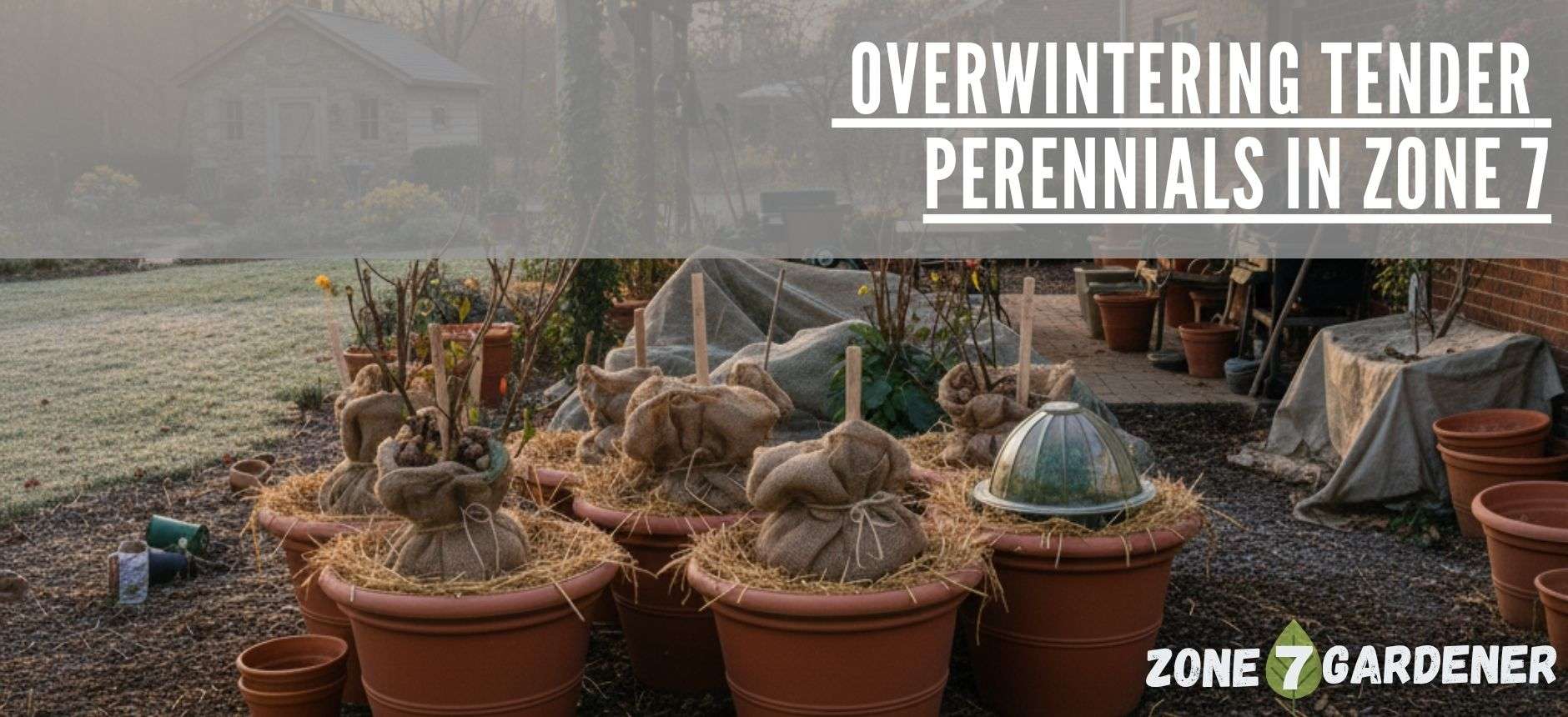 Potted tender perennials wrapped in burlap and straw for winter protection in a Zone 7 garden, with frost on the ground and a backyard shed in the background — illustrating how to overwinter tender perennials in Zone 7